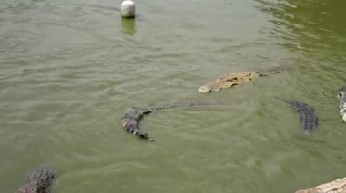 Taze su timsahı Tayland 'daki timsah çiftliğinde besleniyor..