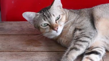 Uykulu küçük Tekir kedi gündüz uykusunda..