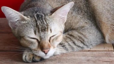 Uykulu küçük Tekir kedi gündüz uykusunda..