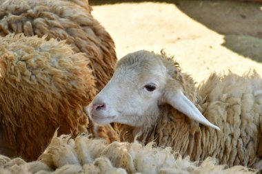 Gün ışığında açık bir çiftlikte koyun suratının yakın plan görüntüsü..