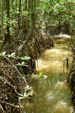 Tayland 'ın güneyindeki Ranong Eyaleti' nin biyosferinde, Mangrove ekosistemindeki bitkilerin kökü gelgitte alçaldı..