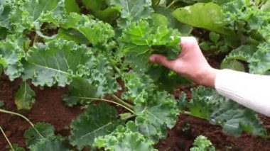 Çiftçi olası hastalıklar ve böcekler için organik lahana tarlalarını inceliyor. Kale yeşilliklerin kraliçesidir ve besin ve antioksidan açısından çok yüksektir..