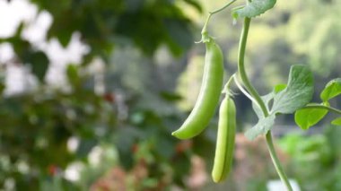 Çiftçi hasattan önce organik bezelye kabuklarını inceliyor. Kuru bezelyeler aynı zamanda bezelye şekeri olarak da bilinir ve bezelye ile bezelye bahçesinin çaprazıdır..