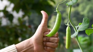 Çiftçi hasattan önce organik bezelye kabuklarını inceliyor. Kuru bezelyeler aynı zamanda bezelye şekeri olarak da bilinir ve bezelye ile bezelye bahçesinin çaprazıdır..