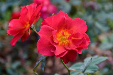 İngiliz gülleri doğal ışıkta, arka planda gül bahçesiyle