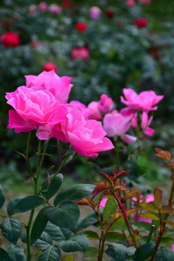 İngiliz gülleri doğal ışıkta, arka planda gül bahçesiyle