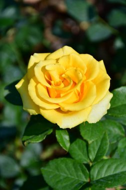 İngiliz gülleri doğal ışıkta, arka planda gül bahçesiyle