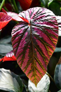 Begonia exotica pembesi veya Begonia brevirimosa, Begoniaceae familyasından bir bitki türü. Yeni Gine 'nin yerlisi..