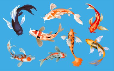 Koi balığı illüstrasyonu Japon sazan balığı ve Asya 'da Çin Japon Japon balığı seti ve geleneksel balıkçılık izole edilmiş arka plan..