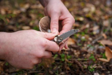 Kuru sonbahar yaprakları üzerinde ormanda taze şampiyon mantarları kesen bıçakla mantar toplayıcıların ellerini kapatın..