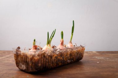 Evde yetişen ogranik sebzeler, taze yeşillikler. Tahta masadaki taze soğanlar. Mevsimlik yiyecekler, bahar hasadı