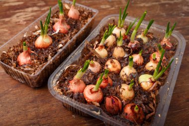 Ev bitkileri, saksı sebzeleri ve yeşiller, ahşap masada taze soğanlar. Mevsimlik hasat, yakın çekim.