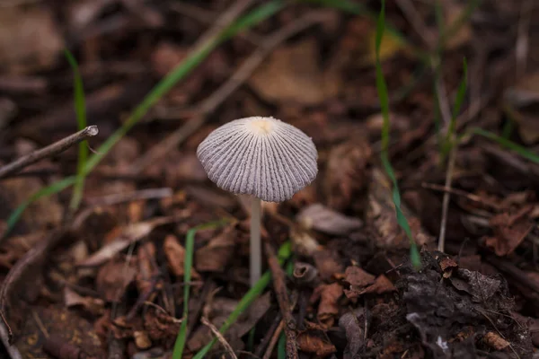 Soft Focused Shot Tiny Forest Mushroom Dry Autumn Leaves Grass — Stockfoto