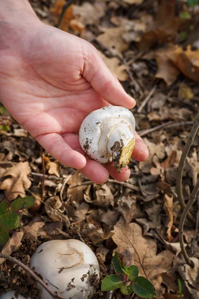 Zbieracz Grzybów Odbierający Świeże Czempionki Jesiennym Lesie Pionowy Strzał Bliska — Zdjęcie stockowe