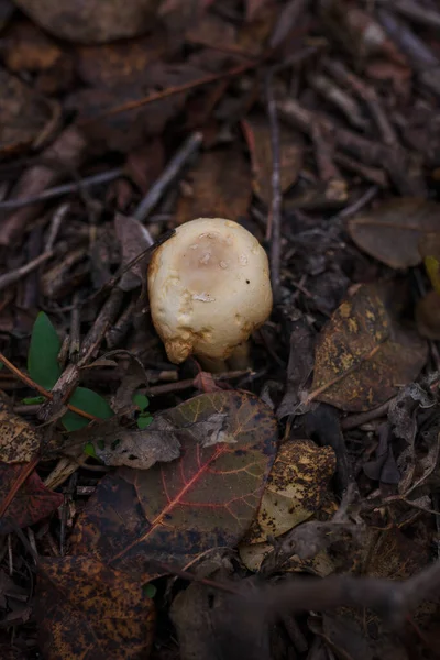 Dry Spoiled Mushroom Autumn Leaves Collected Harvest — Stockfoto