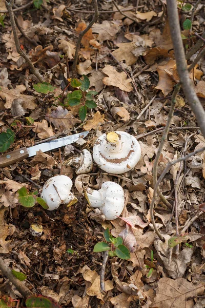 Cut Fresh Champignons Heap Knife Dry Leaves Autumn Seasonal Mushrooms — Stockfoto