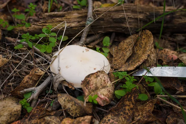 Kuru yapraklarda ve yeşil çimenlerde saklanan tricholoma mantarı kapağı, yakınlarda bir mantar toplayıcısı bıçağı. Mevsimlik sonbahar organik protein gıdaları, yakın plan.