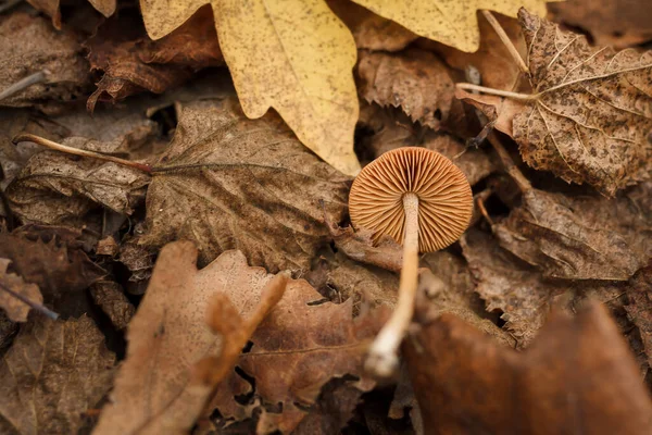 Small Brown Mushroom Yellow Leaf Forest Autumn Nature Leaves Texture — Zdjęcie stockowe