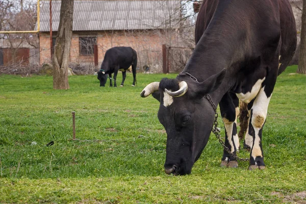 Duas Vacas Pretas Brancas Pastando Grama Verde Pasto Verão Alimentando — Fotografia de Stock