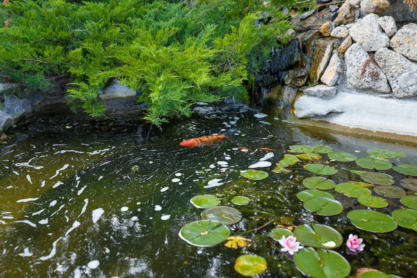 stock image Beautiful pond with green leaves, pink water lily flowers and swimming decorative red fishes. Evergreen coniferous thuja bush. Natural reserve flora and fauna