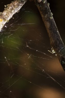Sonbahar ormanlarında çıplak ağaç dalları üzerinde örümcek ağı, dikey yumuşak odaklı makro çekim