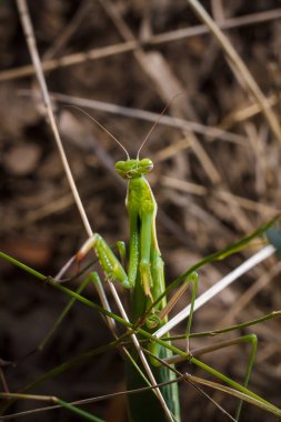 Büyük yeşil Avrupalı genç peygamber devesi veya dalda oturan peygamber devesi dini. Böcekler ve bitkiler. Yumuşak odaklı makro çekim