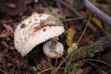 Sonbahar ormanında kuru yaprakların arasında beyaz şampiyon. Mevsimsel mantar avı, sonbahar doğası, sağlıklı organik gıda kavramı..