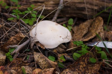 Kuru yapraklarda ve yeşil çimenlerde saklanan tricholoma mantarı kapağı, yakınlarda bir mantar toplayıcısı bıçağı. Mevsimlik sonbahar organik protein gıdaları, yakın plan.