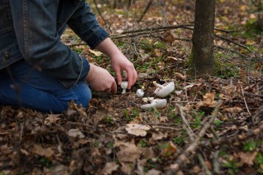 Mantar toplayıcısı sonbahar ormanlarında şampiyon topluyor. Yakın çekim, sadece eller görünür. Organik yiyecekler, yenebilir mantarlar.