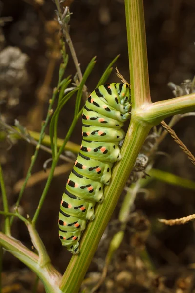 Красивый Зеленый Пятнистый Papilio Machaon Старый Свет Гусеницы Хвоста Растении — стоковое фото