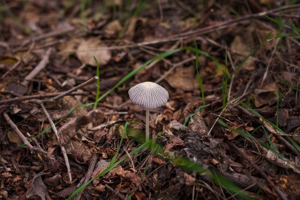 Soft Focused Shot Tiny Forest Mushroom Dry Autumn Leaves Grass — Stock Photo, Image
