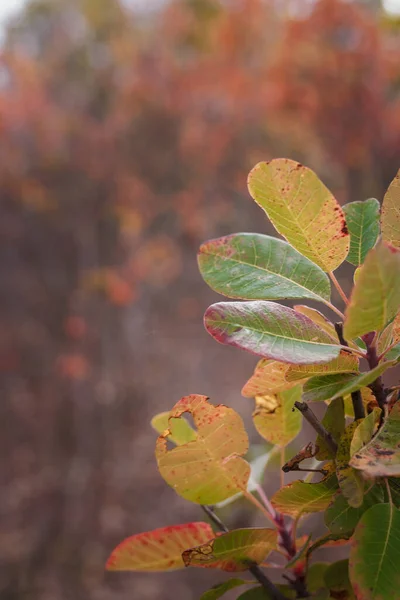 Red Green Cotinus Coggygria Leaves Branches Onblurry Forest Background Autumn — Stock Photo, Image