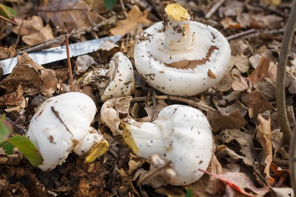 Kuru Yapraklar Üzerinde Taze Şampiyon Yığını Bıçak Kes Sonbahar Mevsimsel — Stok fotoğraf