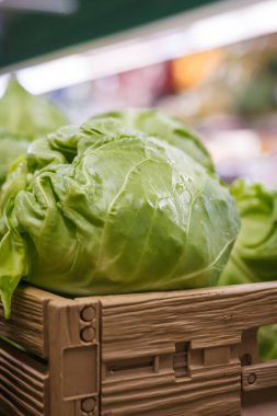 Fresh spring cabbage on counter, vegetable department in grocery store, supermarket, mall, hypermarket, shopping center. Vegetarian healthy food