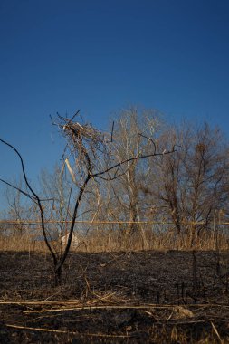 landscape after natural fire with burnt reeds, grass and bushes near lake