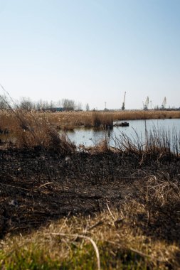 lake landscape with burnt reeds and grass around, natural fire, environmental protection, global earth problem, drought and climate change