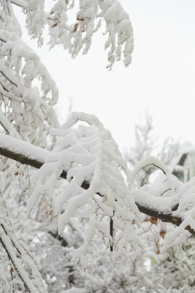 美丽的树枝 冬季雪天被雪覆盖 下雪天 垂直拍摄 — 图库照片