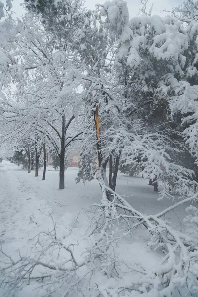 Strom Zlámanými Větvemi Pokrytými Hustým Sněhem Zimního Sněhového Dne Sněhové — Stock fotografie