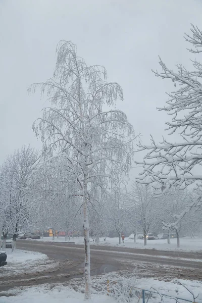 Belles Branches Arbres Couvertes Neige Par Une Journée Enneigée Hiver — Photo
