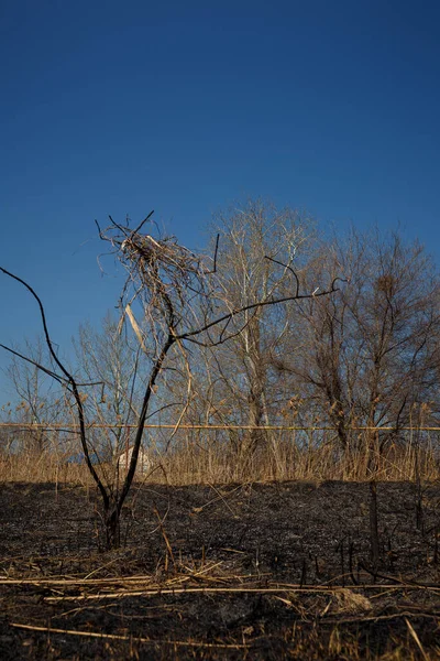 Stock image landscape after natural fire with burnt reeds, grass and bushes near lake