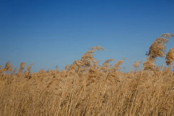 Mooi Beige Bruin Riet Helderblauwe Lucht Achtergrond Wetlands Plantenleven Natuur — Stockfoto