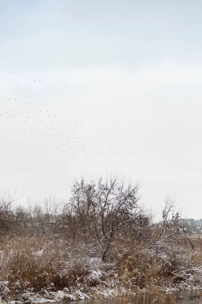 Belas Canas Castanhas Secas Com Neve Paisagem Lago Inverno Pássaros — Fotografia de Stock