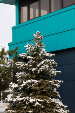 Güzel köknar ağacının tepesi kar ve parlak bina zeminine koni ile kaplıdır. Kış şehir manzarası, dikey çekim