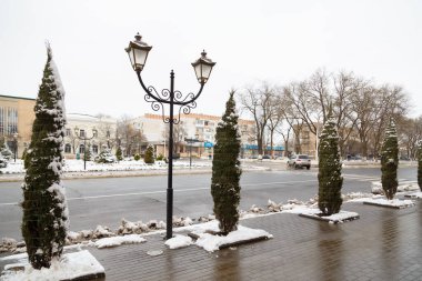 Thuja, thuya çalıları bağlandı. Bitkilerin korunması ve kış karları ve ağır hava koşullarına hazırlık