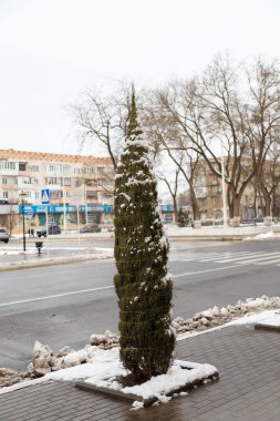 Thuja, thuya çalıları bağlandı. Bitkilerin korunması ve kış karları ve ağır hava koşullarına hazırlık