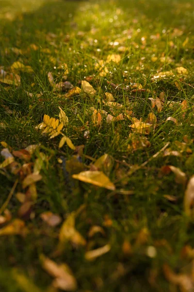Soft Focused Shot Yellow Autumn Leaves Lawn Green Grass Sunset — Stock Photo, Image