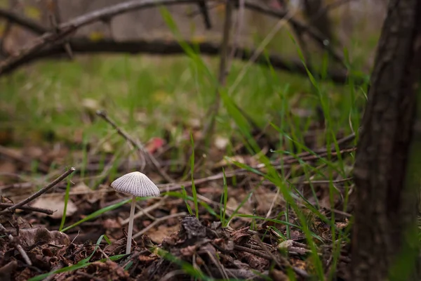 Soft Focused Shot Tiny Forest Mushroom Dry Autumn Leaves Grass — Stok fotoğraf