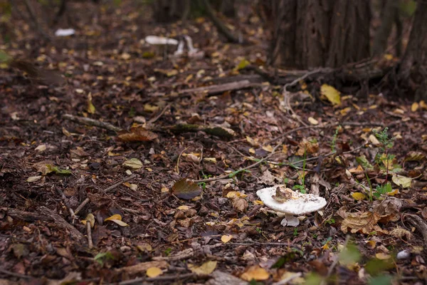 Λευκό Champignon Φθινόπωρο Δάσος Μεταξύ Των Ξηρών Φύλλων Εποχιακό Κυνήγι — Φωτογραφία Αρχείου