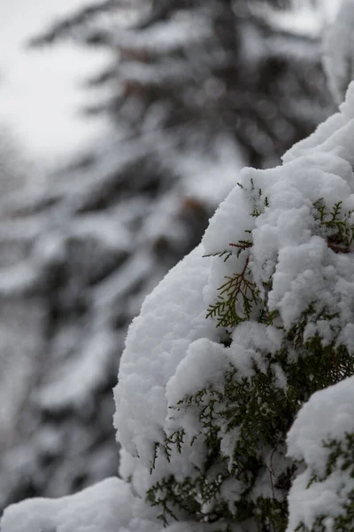 树根被雪覆盖着 冬天的云杉树或灌木 近距离拍摄 — 图库照片