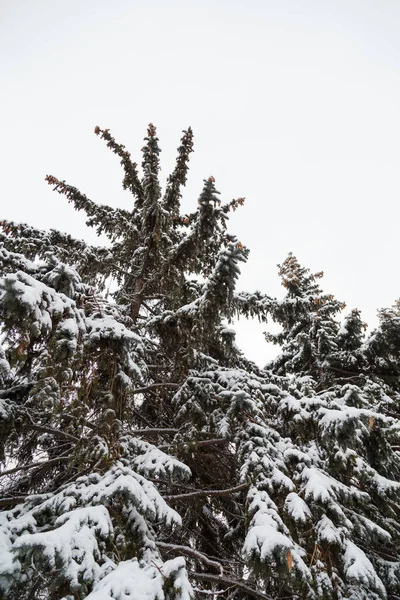 白天背景上覆盖着雪的两棵冷杉树梢 从下面看 — 图库照片